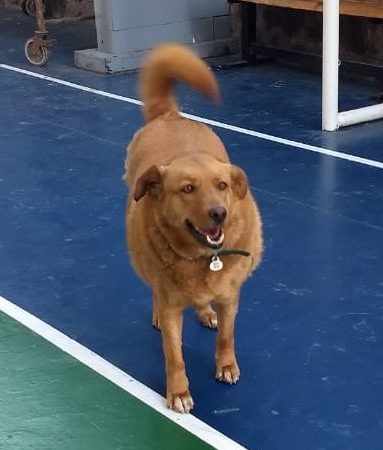 Agradecemos a toda la Comunidad por la colecta a perrita colegial Laika 🐶